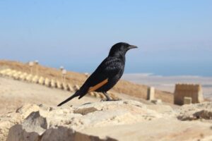 אתגרים והזדמנויות בשיקום בתי גידול בצפון הארץ